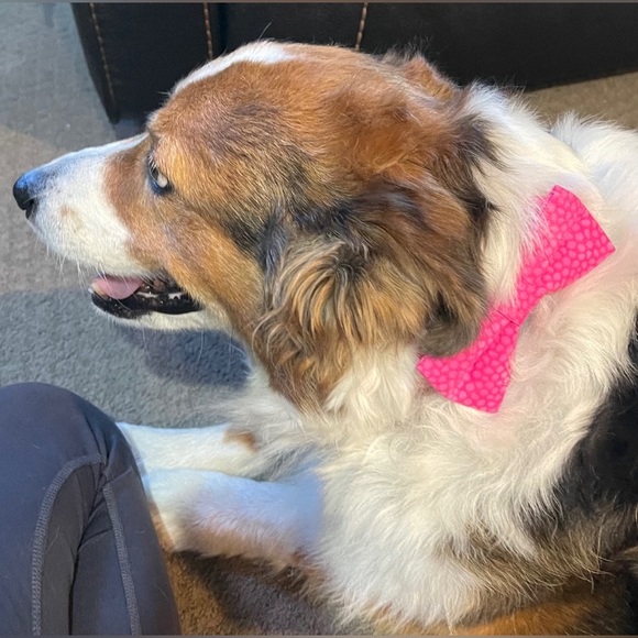 Pet Bowtie Christmas Holly & Music Notes - Picture 7 of 11